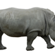 Image for article titled In South Africa, rhinos could soon become agents of chemical warfare